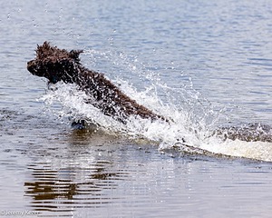 Ghillie