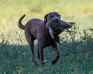 Mocha Barrett