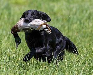 Hunter Law