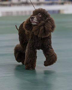 40 - GCH POOLE'S IDE BONNIE BROOK CD RE CGC (Bonnie)
