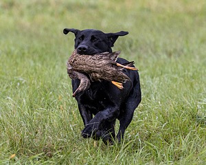 Scout Wood