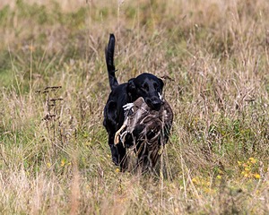 Cooper