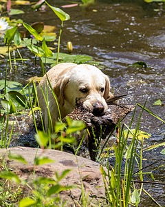 Banzai
