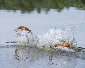 Moose Curtis