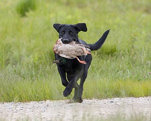 20080531-HRL-0203.jpg