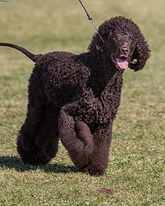 17 - GCH CHANTICO'S SHELTER FROM THE STORM RN XF MX CD RA AXJ (Reef)