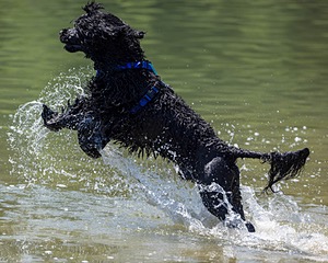 Magic Simmons