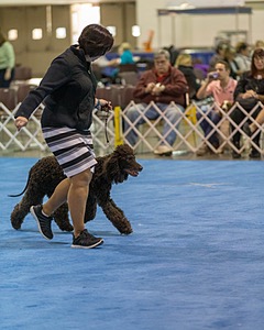 30 - GCH CH Chantico's Spirit In The Surf JH CD RA OA OAJ  NF (Selchie)