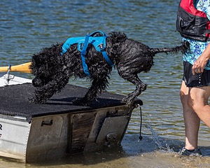 Boaty Belicose