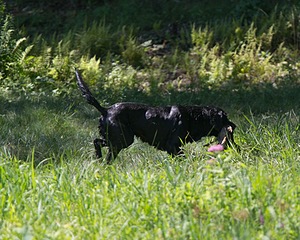 Dash Golini