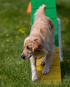 Ollie Erbe
