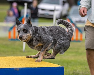 Bree Spetla
