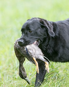 Ranger schuko