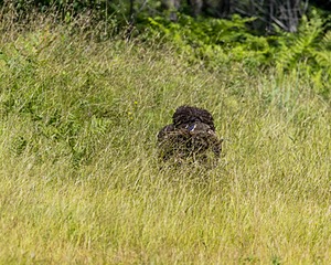 Ghillie Kezer