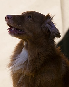 Breeze Tucker