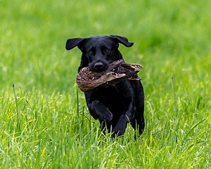 20170603-SHRL-0361.jpg